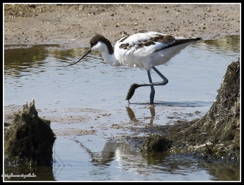 Avocette élégante